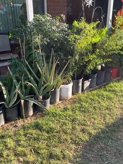 A nice Highlight of our garden including plants