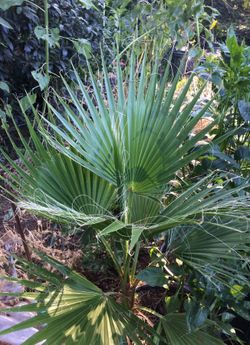Fan palm