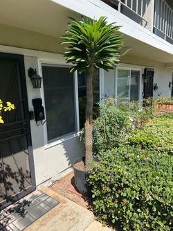 7’ Madagascar Palm…very healthy!