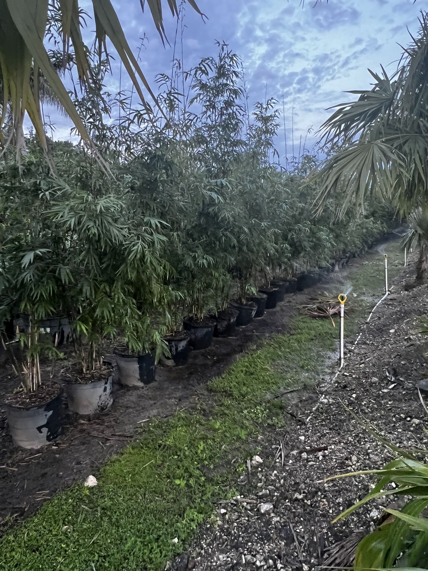 Bamboo Texcillis 15 Gal $125