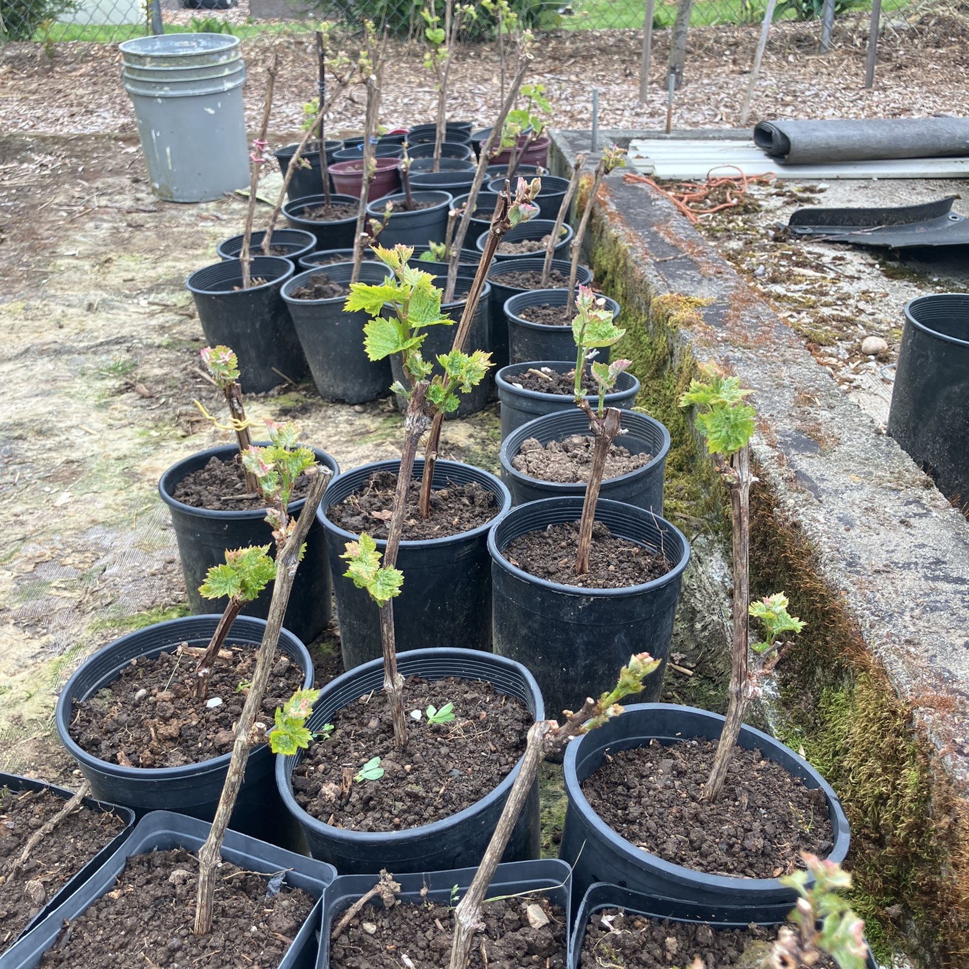 Potted Grape Plants