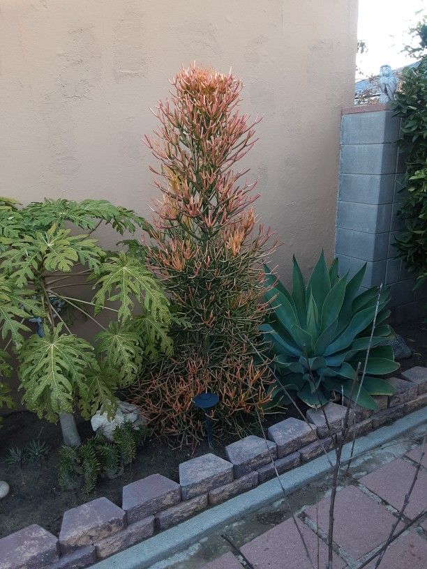 Firestick  Beautiful Orange And Yellow 