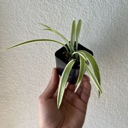 Spider Plant Baby