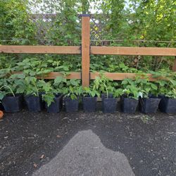Organic Raspberry Plants