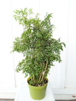 Aralia Ming Stump Plant 6" Pot - Indoor House Plants