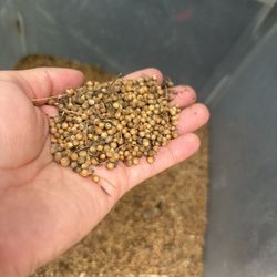 Cilantro’s Seeds 