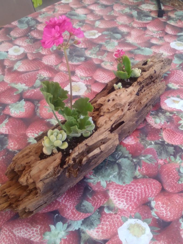 Natural Driftwood Flower Planter