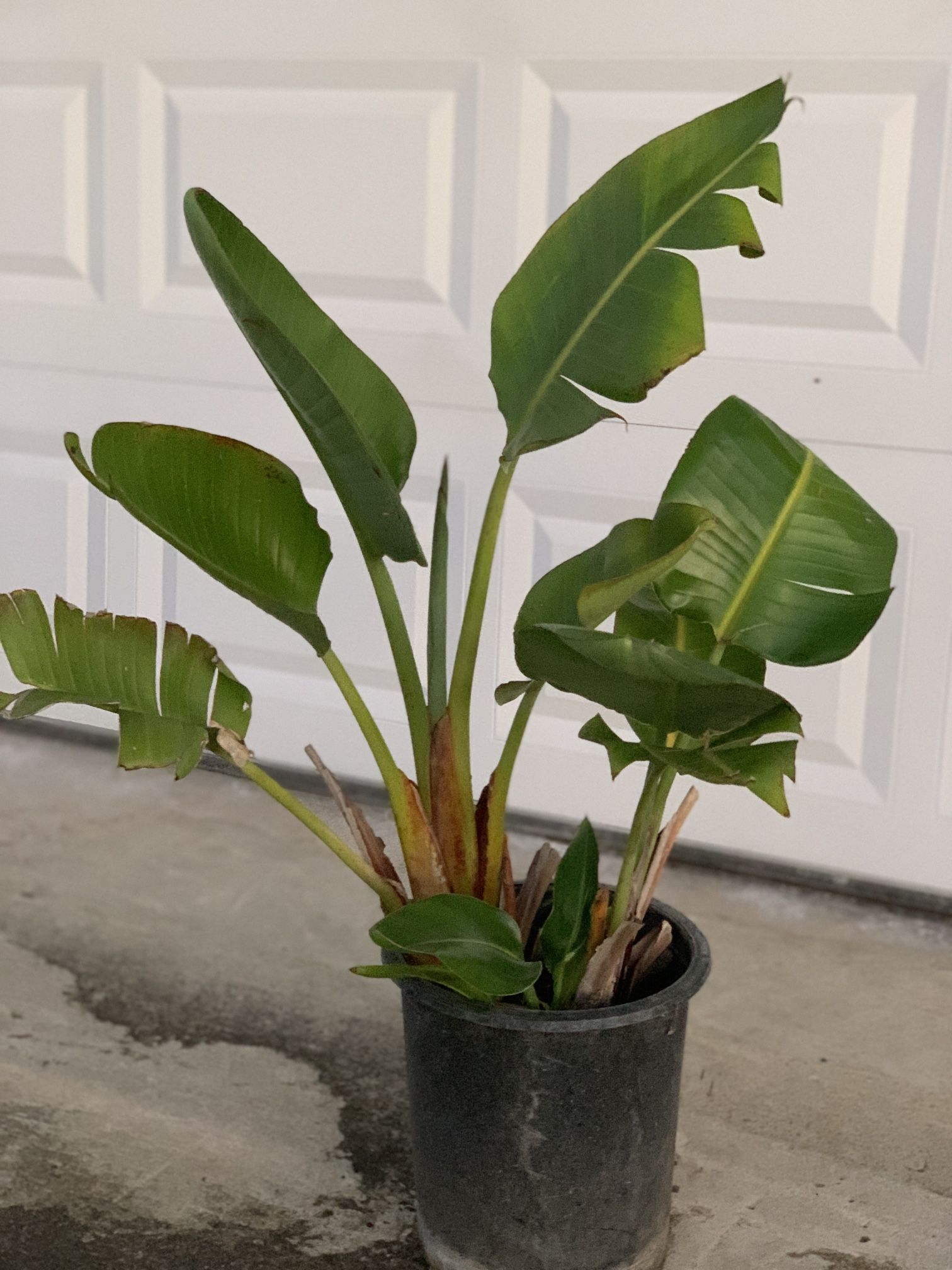 Bird of Paradise Plants Multi Color Flower Tree Plant 5 Gallon Pot  Cash only  Pick up in North San Jose, By appointment only  Location: located close