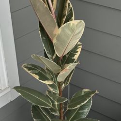 Real Rubber plant For Sale 