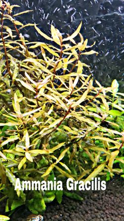 AQUARIUM PLANTS