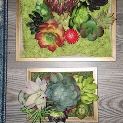 Moss Decor Succulent Decor