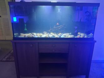 75 gallon tank and stand