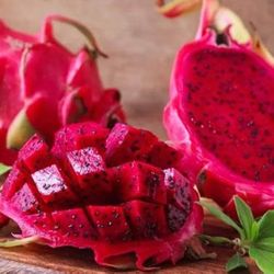 Red Dragon Fruit Plant