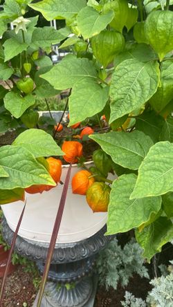 Chinese lanterns