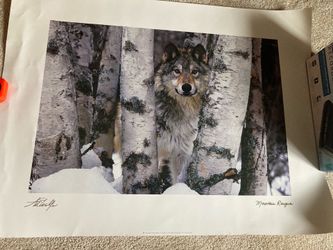 Art Wolfe "Mountain Ranger" art print features a wolf peeking through a snowy birch forest. 32” x 24