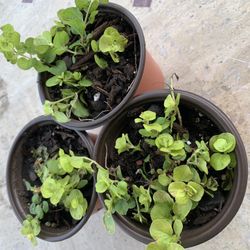 3 Small Creeping Jenny Plants, Perennial, Comes Back Every Year & Spreads