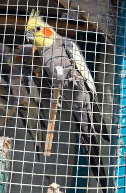 Large Cage