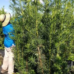podocarpus 7 feet tall Instant Privacy Hedge For Fence