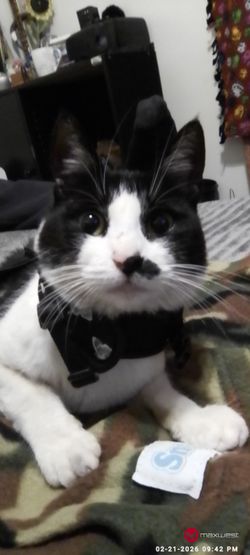 Very Cute Cat Harness. Butterfly Design.