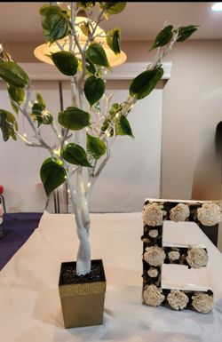 money tree outside Money Tree for Sale main image 0