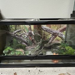 Lizard tank