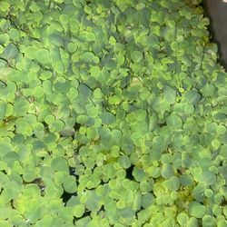 Red Root Floaters (Price Listed Is For Approximately 50 Plants)