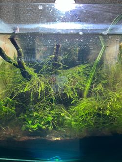 9x9x9 Planted Shrimp Tank