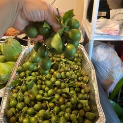 Mamoncillos Quenepas Msmey Sapodilla Msngos 