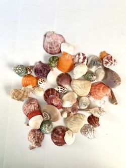 Seashells (Multi Colored) 2 Large Bags