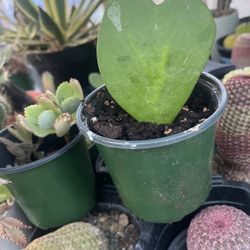 Hoya Kerri 