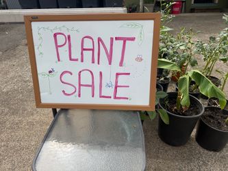 Potted Plant sale in Springfield