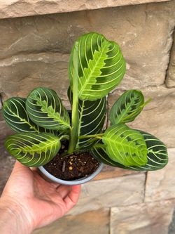 Maranta prayer plant