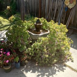 Jade Plants, Mature