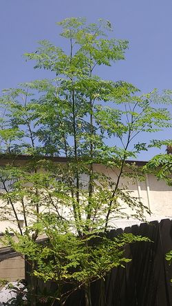 Moringa tree