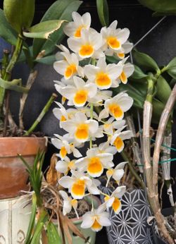 Orchid