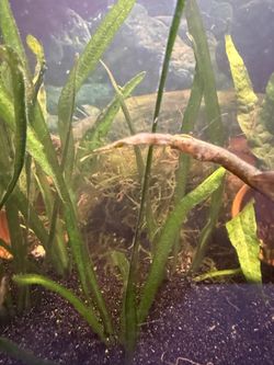 Java Moss