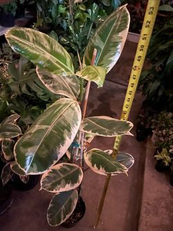 ~4ft (top of plant to bottom of pot); huge leaf Tineke rubber plant; 2 plants in the pot; 95820