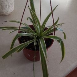 Spider Plant $6