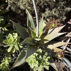 Aloe Vera Plant 