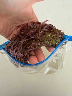 Full bag of red rotalia.  Aquarium plany