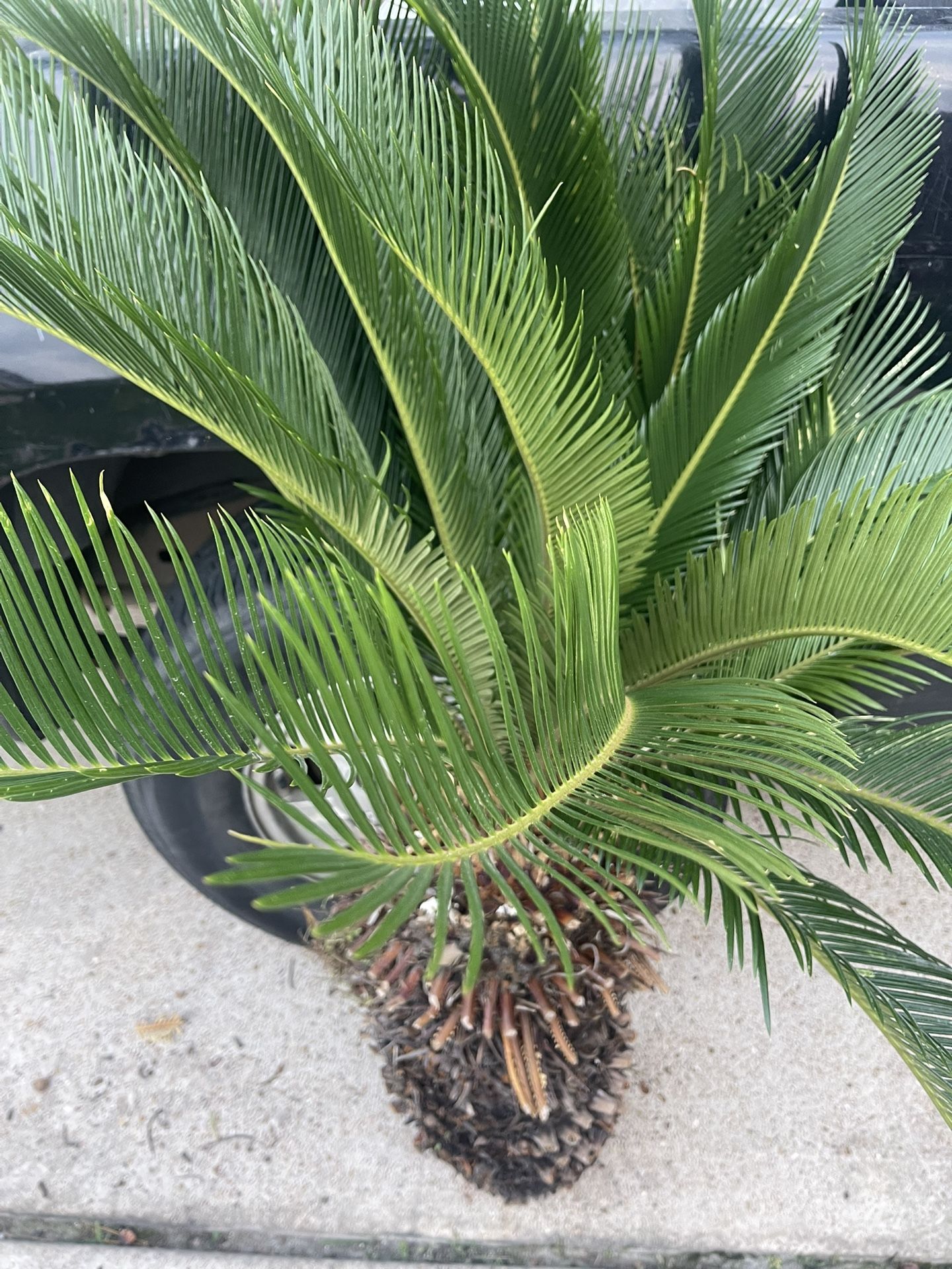 3’ TALL SAGO PALM PLANT/TREE