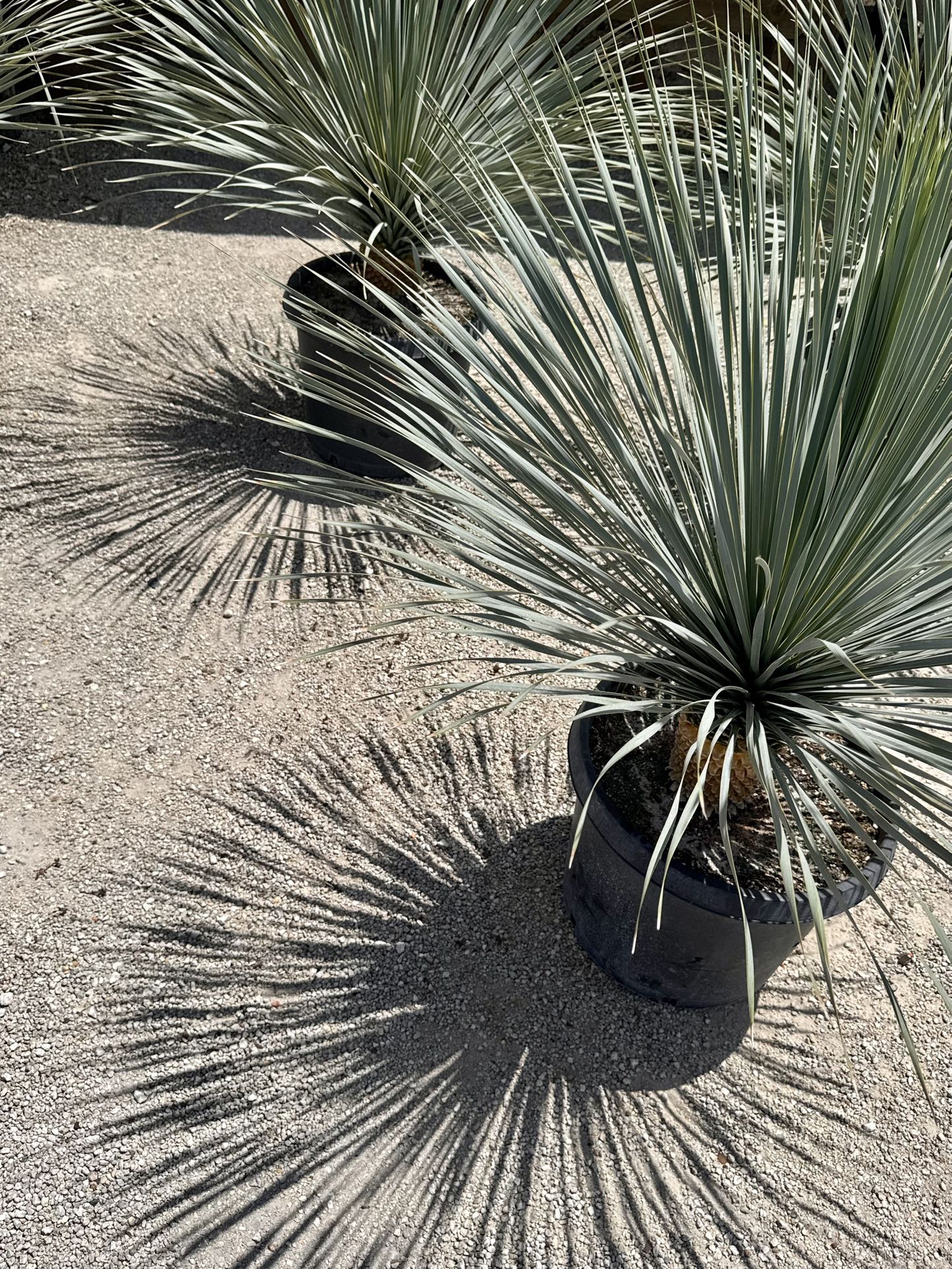 Blue Yucca Outdoor Accent Plant