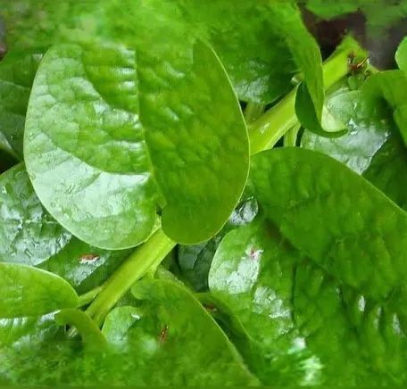 Edible Plant Shiso parilla Herb , Chaya plant, Malabar , ghungura plant , hibiscus cranberry plant - 12” tall in small pot