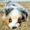 Petslovers 