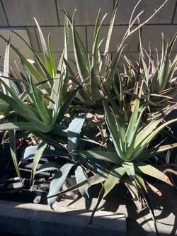 Giant aloe vera plants