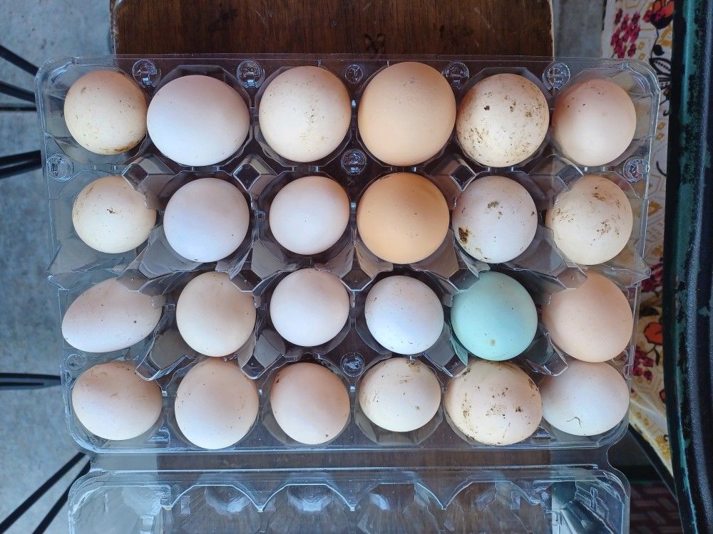 Organic Fresh Eggs 5 Dollar Dozen