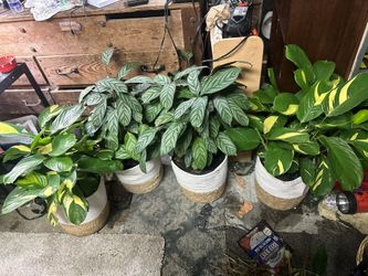 Huge Indoor Plants In Baskets 