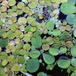 Aquarium Floating Plants