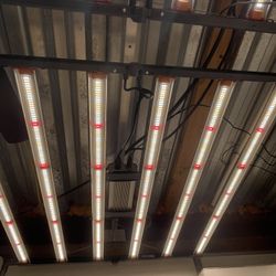 Fluence Grow Lights