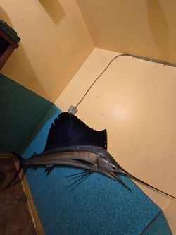 Large Sailfish Taxidermy Mount